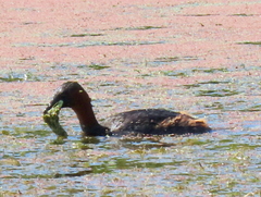 Tachybaptus ruficollis capensis