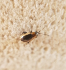 Longitarsus dorsalis