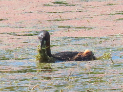 Tachybaptus ruficollis capensis