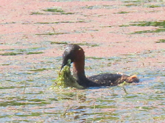 Tachybaptus ruficollis capensis