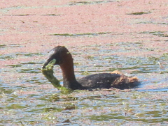 Tachybaptus ruficollis capensis
