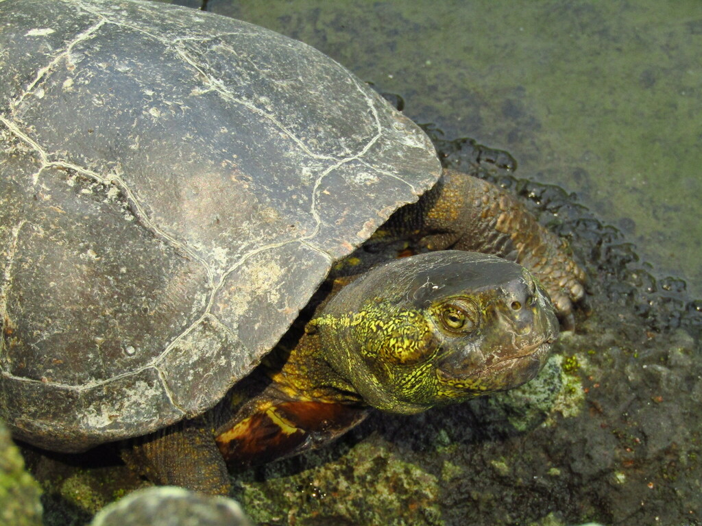クサガメ