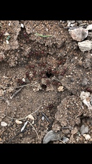 Pogonomyrmex barbatus