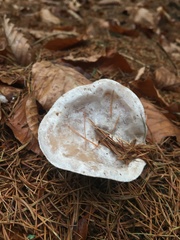 Clitocybe nebularis