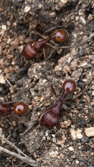 Pogonomyrmex barbatus