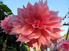Dahlia cultorum