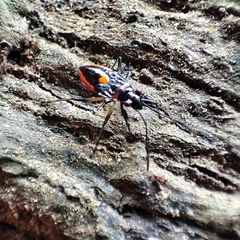 Probergrothius