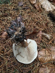 Clitocybe nebularis