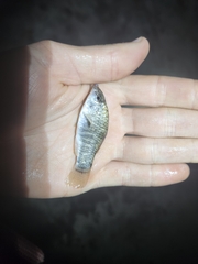 Floridichthys carpio