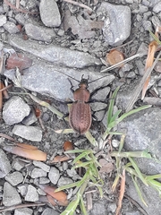 Carabus arvensis