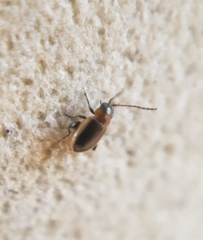 Longitarsus dorsalis