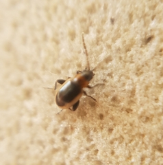 Longitarsus dorsalis