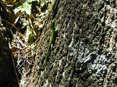 Lamprolepis smaragdina