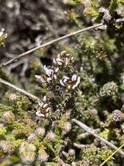 Disparago ericoides