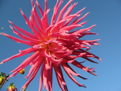 Dahlia cultorum
