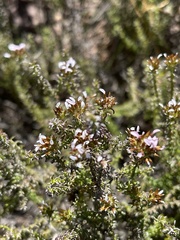 Disparago ericoides