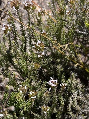Disparago ericoides