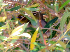 Zosterops virens capensis