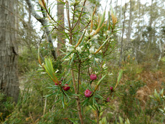 Cyathodes glauca