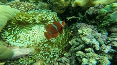 Amphiprion biaculeatus