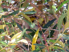 Zosterops virens capensis