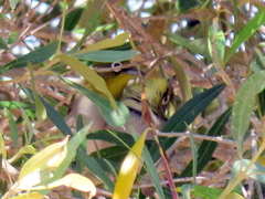 Zosterops virens capensis