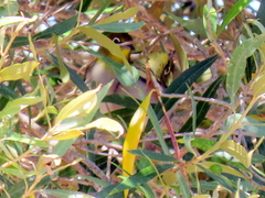 Zosterops virens capensis