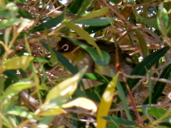 Zosterops virens capensis