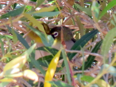 Zosterops virens capensis