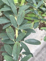 Lespedeza