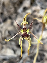 Caladenia corynephora