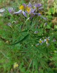 Galatella sedifolia