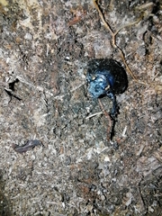 Anoplotrupes stercorosus
