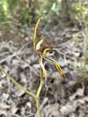 Caladenia corynephora