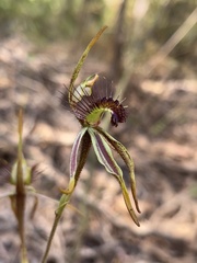 Caladenia corynephora