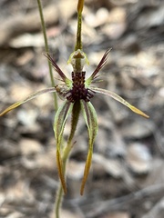Caladenia corynephora