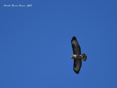Buteo buteo