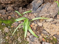 Scilla haemorrhoidalis