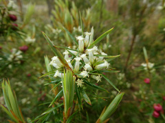 Cyathodes glauca