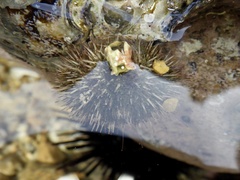 Hemicentrotus pulcherrimus
