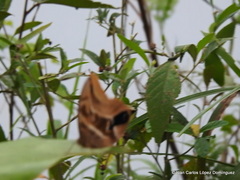 Eryphanis aesacus