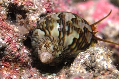 Phasianella ventricosa