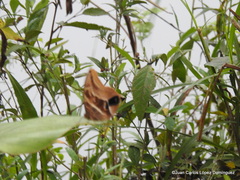 Eryphanis aesacus
