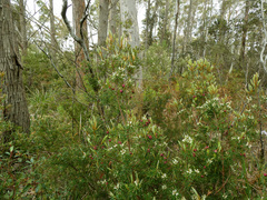 Cyathodes glauca