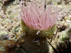Anthopleura fuscoviridis