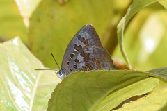 Arhopala amantes