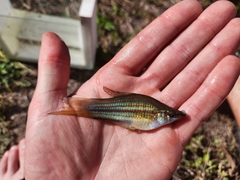 Xiphophorus hellerii