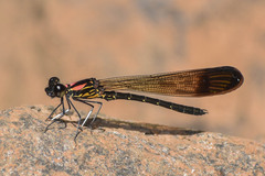 Heliocypha bisignata