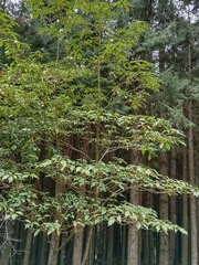 Trochodendron aralioides