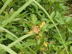 Junonia almana javana